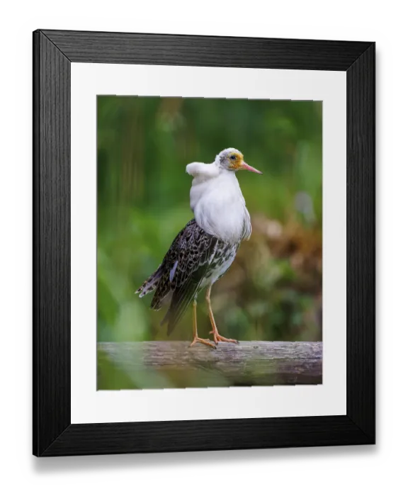 Framed Print : Ruff (Calidris pugnax), Germany, Europe