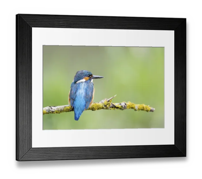 Framed Print : Common kingfisher (Alcedo atthis) male sitting on a branch