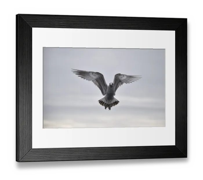 Framed Print : Mew Gull, (Larus canus) in flight in Norway