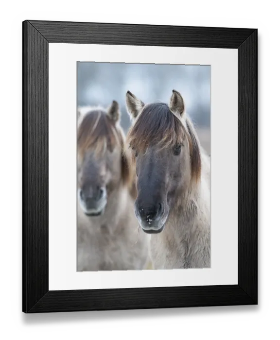 Framed Print : Konik, Konik horse, Konik pony (Equus caballus gemelli) Framed Print : Konik, Konik horse, Konik pony (Equus caballus gemelli)