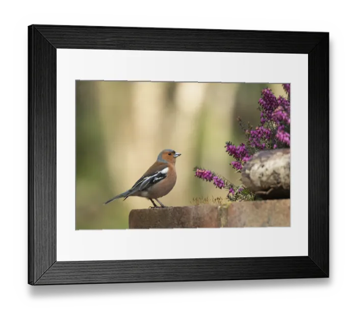 Framed Print : Common chaffinch (Fringilla coelebs) adult bird on a garden brick wall