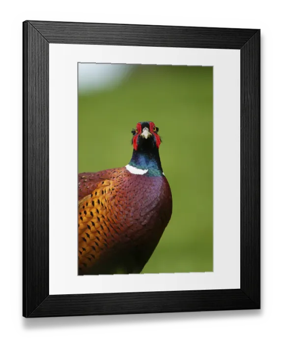 Framed Print : Common pheasant (Phasianus colchicus) adult male bird portrait Framed Print : Common pheasant (Phasianus colchicus) adult male bird portrait