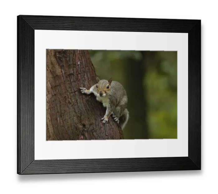 Framed Print : Grey squirrel (Sciurus carolinensis) adult animal on a tree trunk