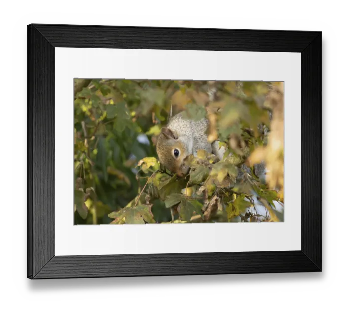 Framed Print : Grey squirrel (Sciurus carolinensis) adult feeding on Field maple tree seeds