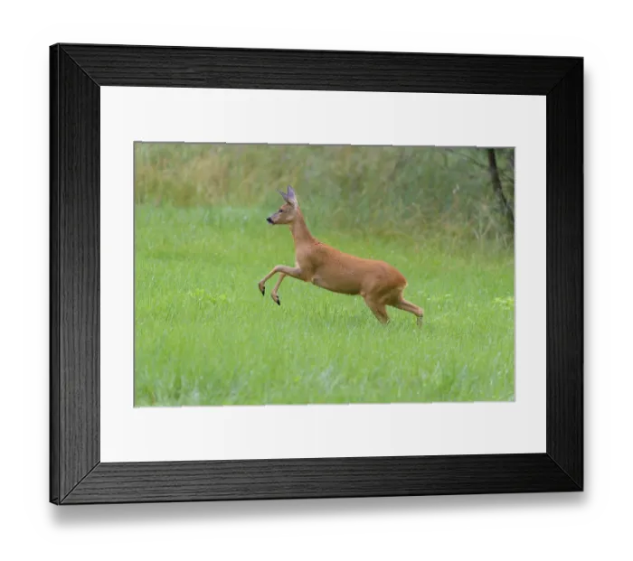 Framed Print : Roe Deer (Capreolus capreolus)