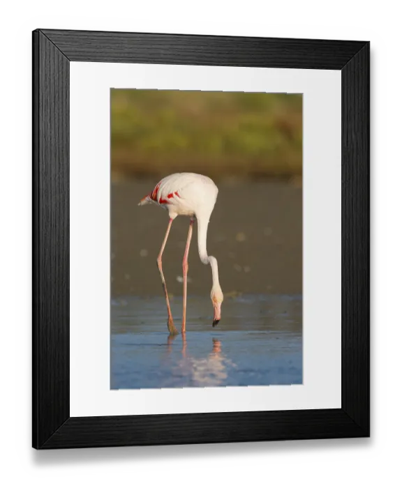 Framed Print : European Flamingo (Phoenicopterus roseus) Framed Print : European Flamingo (Phoenicopterus roseus)