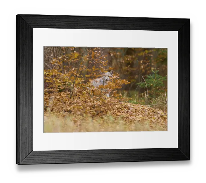 Framed Print : Eurasian lynx (Lynx lynx), in forest at autumn Framed Print : Eurasian lynx (Lynx lynx), in forest at autumn