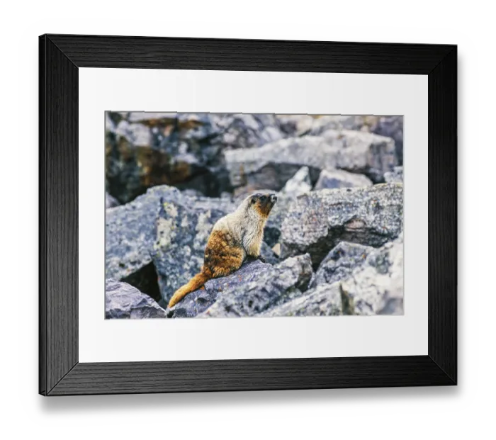 Framed Print : Hoary marmot (Marmota caligata) sitting on a rock at a rockfall scree