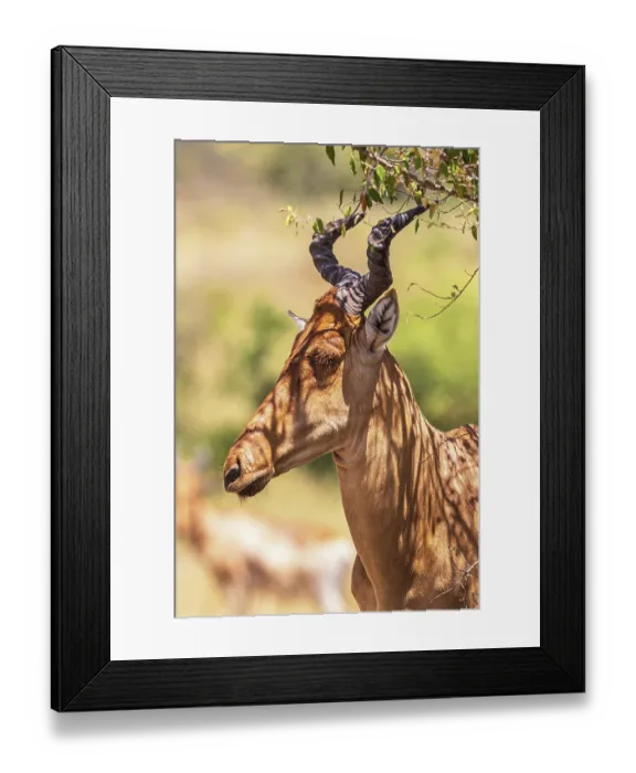 Framed Print : Portrait at an Hartebeest (Alcelaphus buselaphus) with big horns in Africa