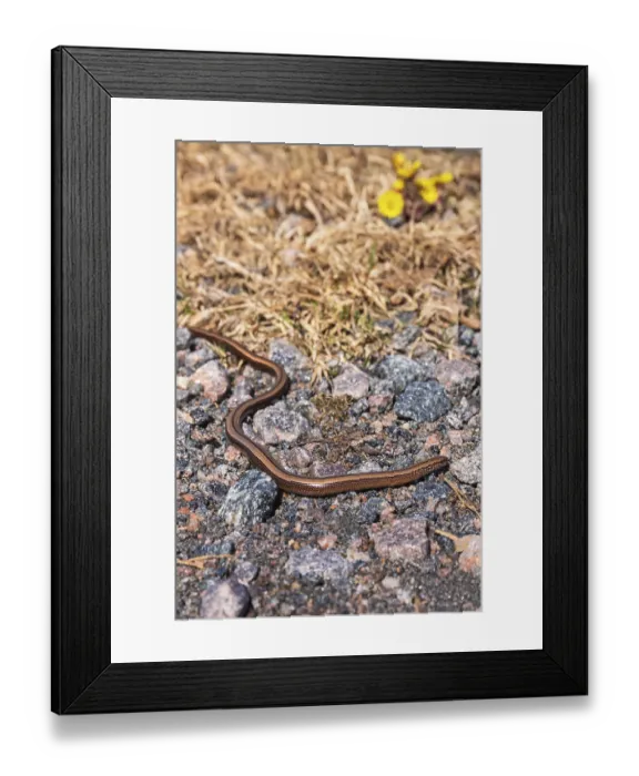 Framed Print : Common slow worm (Anguis fragilis) crawls on the ground in the spring sun Framed Print : Common slow worm (Anguis fragilis) crawls on the ground in the spring sun
