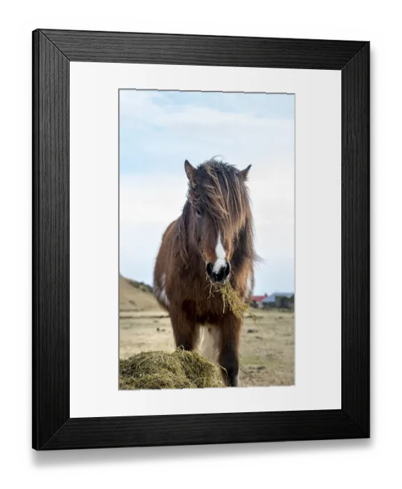 Framed Print : Icelandic horse (Equus islandicus) eats hay
