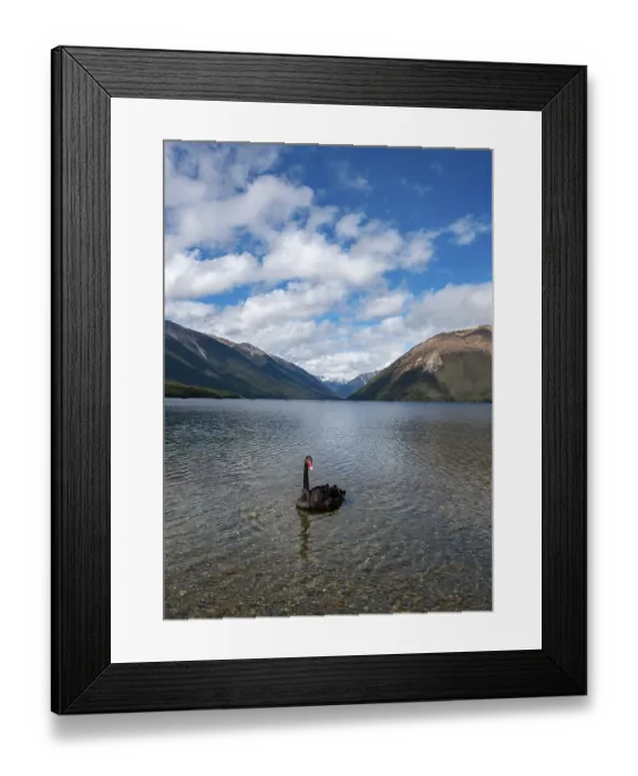 Framed Print : Black swan (Cygnus atratus) at Lake Rotoiti