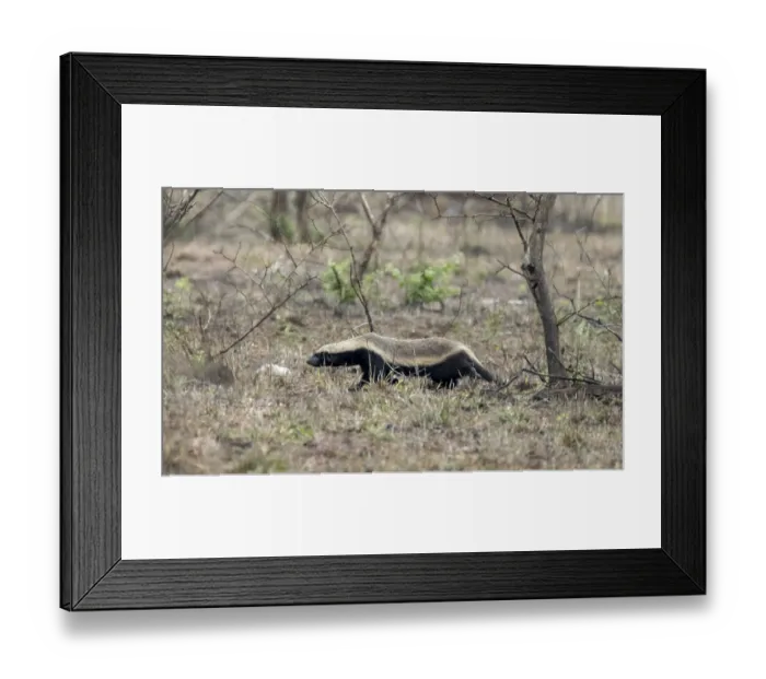Framed Print : Honey badger (Mellivora capensis) Framed Print : Honey badger (Mellivora capensis)