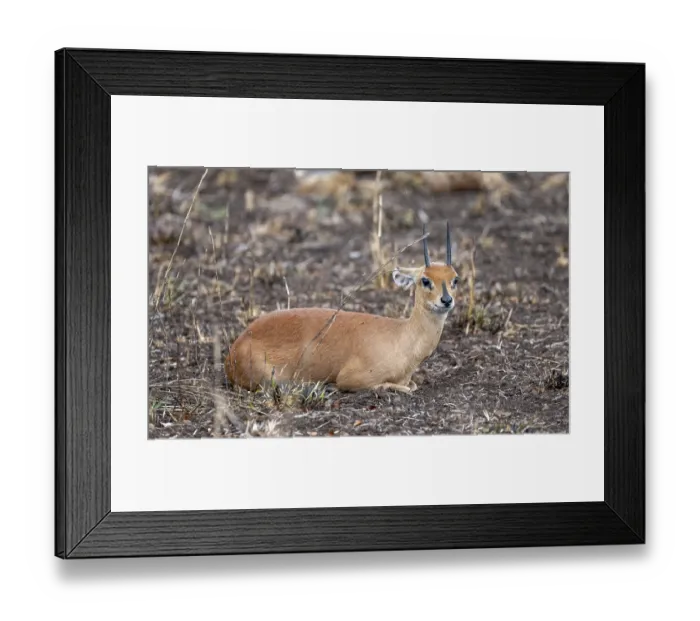 Framed Print : Steenbok (Raphicerus campestris)