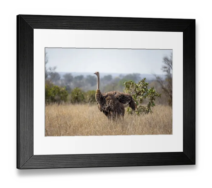 Framed Print : Common ostrich (Struthio camelus)