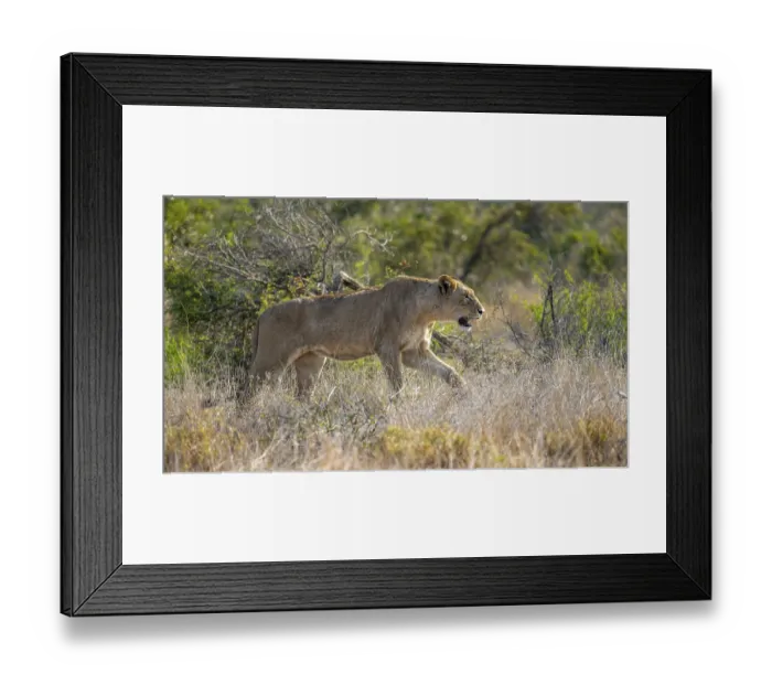 Framed Print : Lion (Panthera leo), adult female