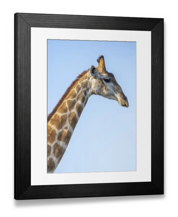 Framed Print : Southern giraffe (Giraffa giraffa giraffa) Framed Print : Southern giraffe (Giraffa giraffa giraffa)