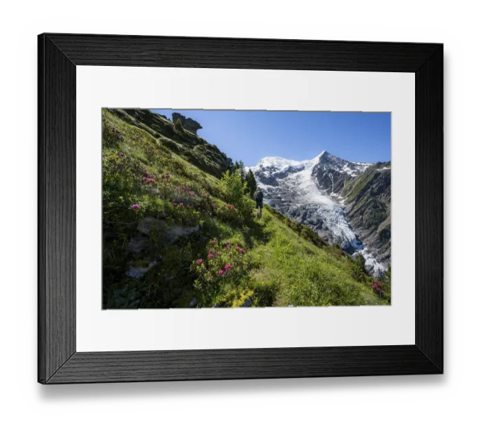 Framed Print : Mountaineer between alpine roses on a hiking trail Framed Print : Mountaineer between alpine roses on a hiking trail
