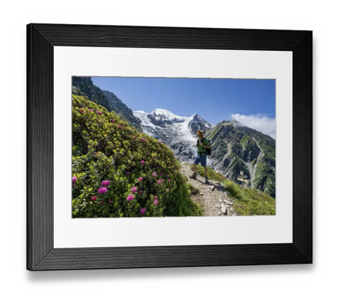 Framed Print : Mountaineer between alpine roses on a hiking trail