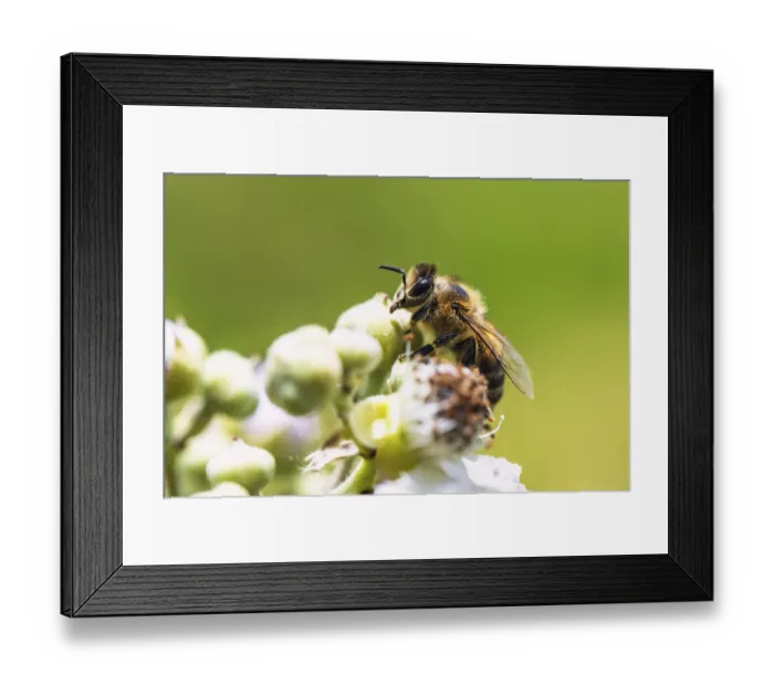 Framed Print : European Honey Bee, Apis mellifera Framed Print : European Honey Bee, Apis mellifera