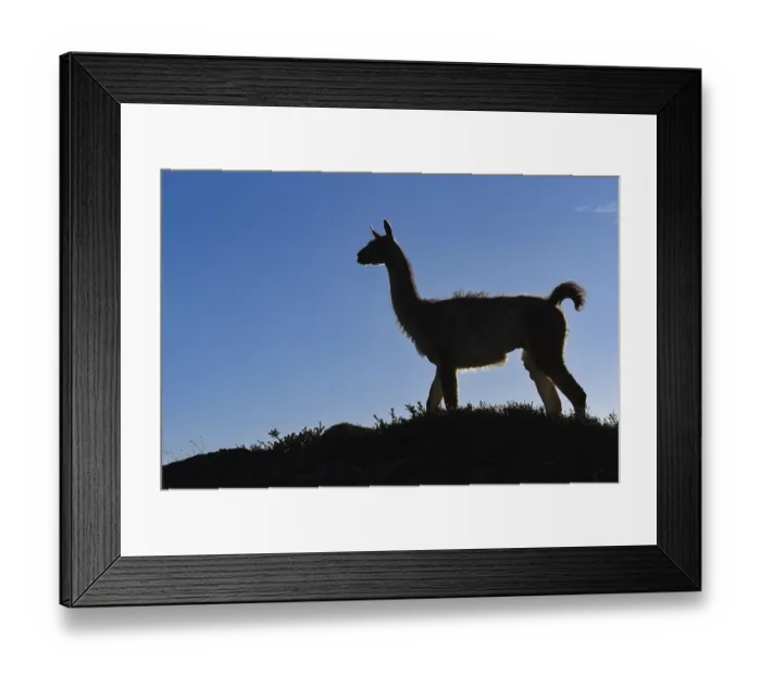 Framed Print : Guanaco (Llama guanicoe) silhouetted against the sky