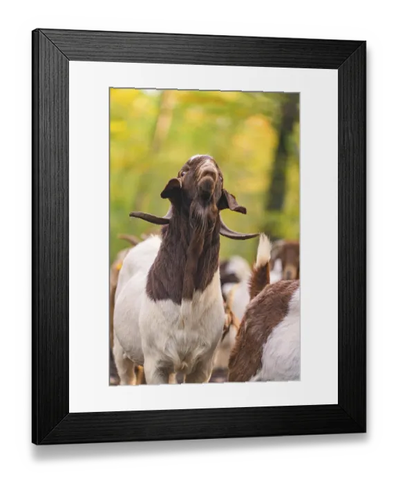 Framed Print : Goat with raised head in a forest clearing Framed Print : Goat with raised head in a forest clearing