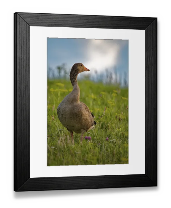 Framed Print : Greylag goose (Anser anser) with twisted neck Framed Print : Greylag goose (Anser anser) with twisted neck