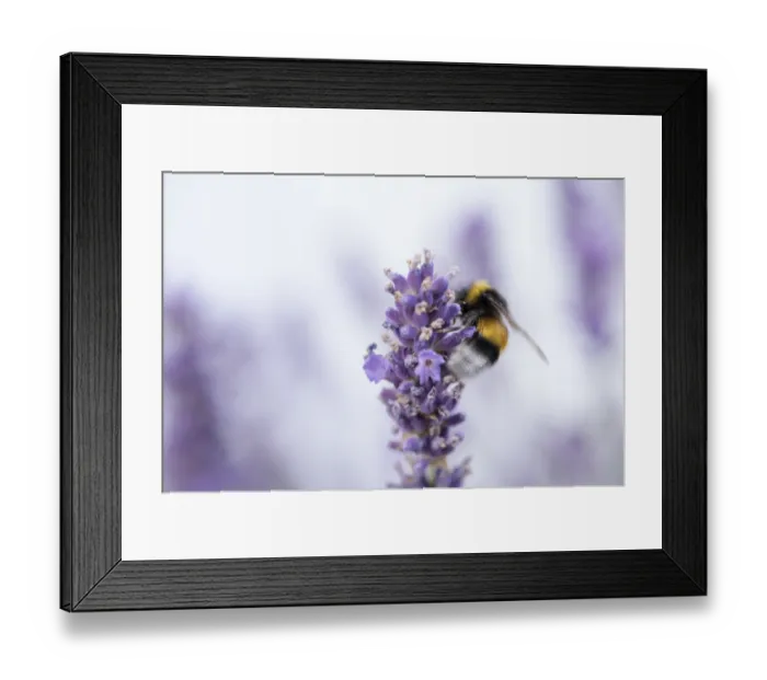 Framed Print : Bumblebee (Bombus), wiper, sitting on purple lavender flower