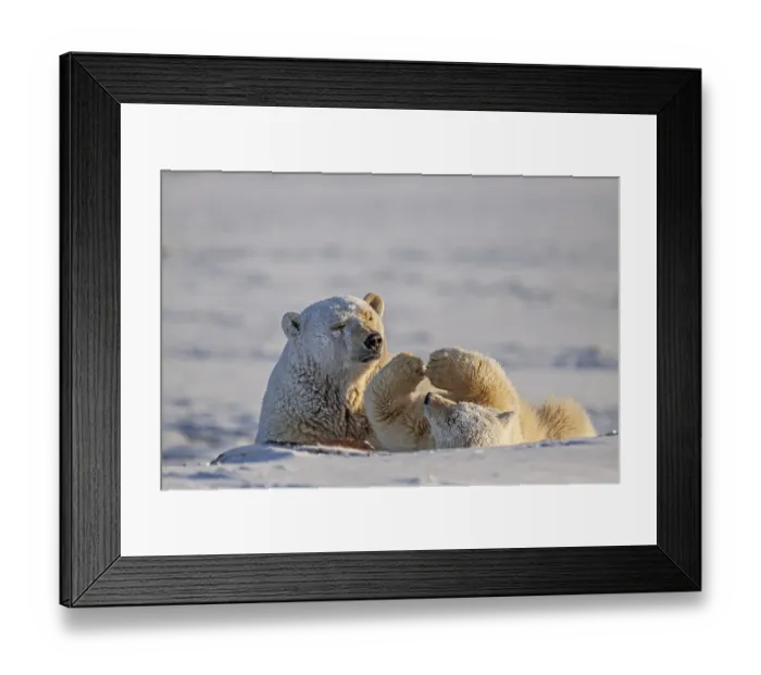 Framed Print : Polar bear, mother and young playing in the snow Framed Print : Polar bear, mother and young playing in the snow