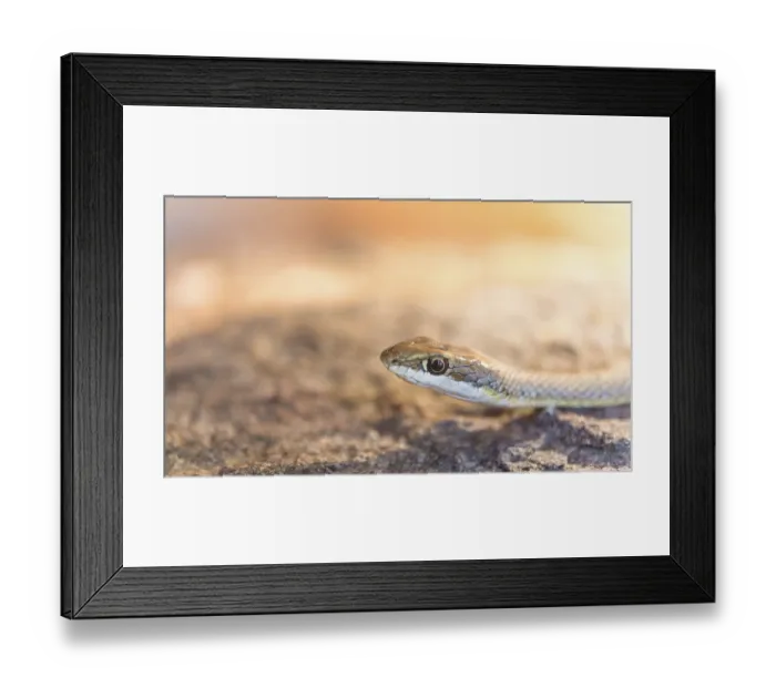 Framed Print : Namib Sand Snake (Psammophis namibensis)