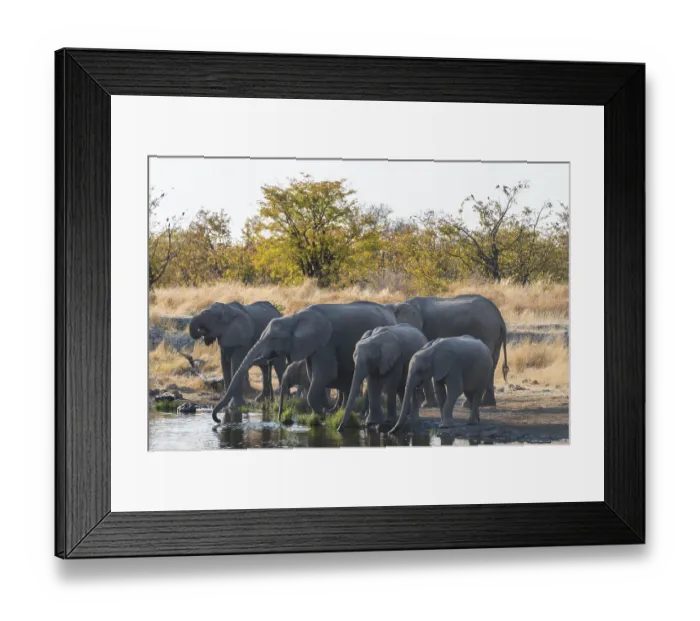 Framed Print : African Elephants (Loxodonta africana)