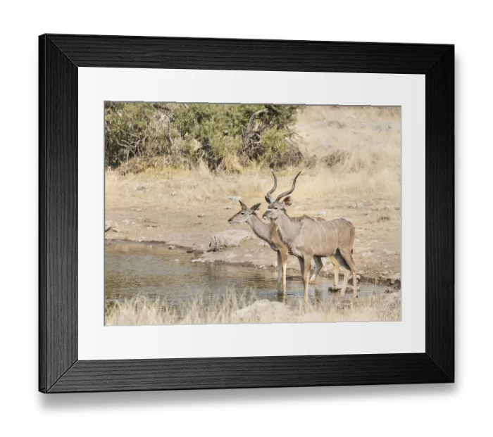 Framed Print : Greater Kudus (Tragelaphus strepsiceros)