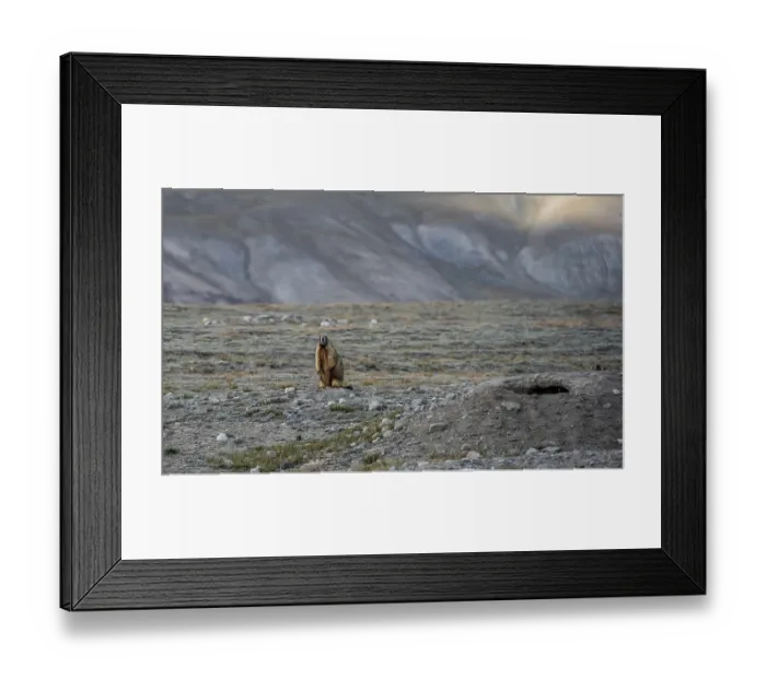 Framed Print : Himalayan marmot (Marmota himalayana)