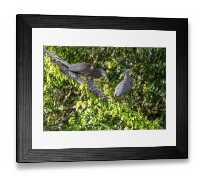 Framed Print : Two naked-throated herons (Tigrisoma mexicanum) in a tree Framed Print : Two naked-throated herons (Tigrisoma mexicanum) in a tree
