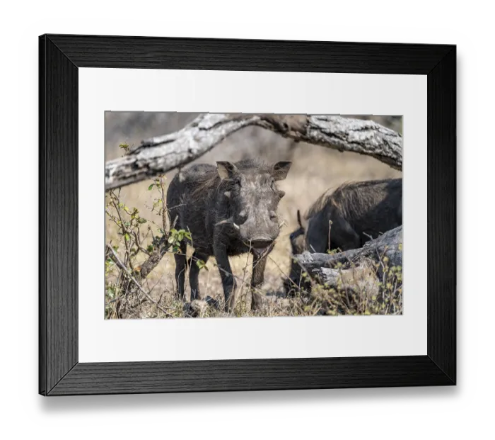 Framed Print : Warthog (Phacochoerus africanus) Framed Print : Warthog (Phacochoerus africanus)