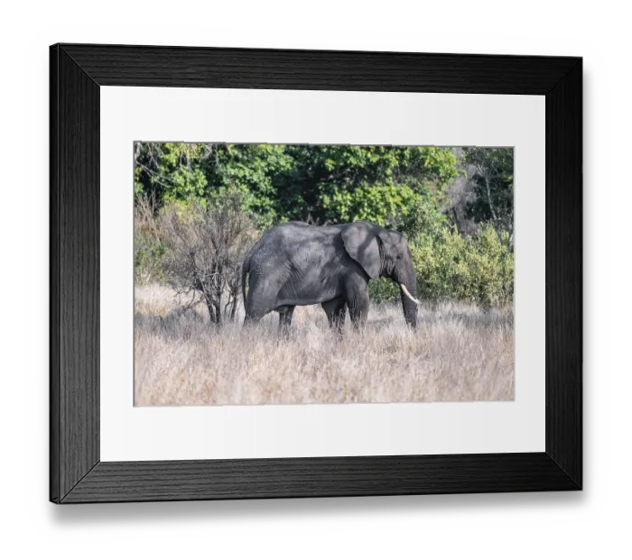 Framed Print : African elephant (Loxodonta africana)
