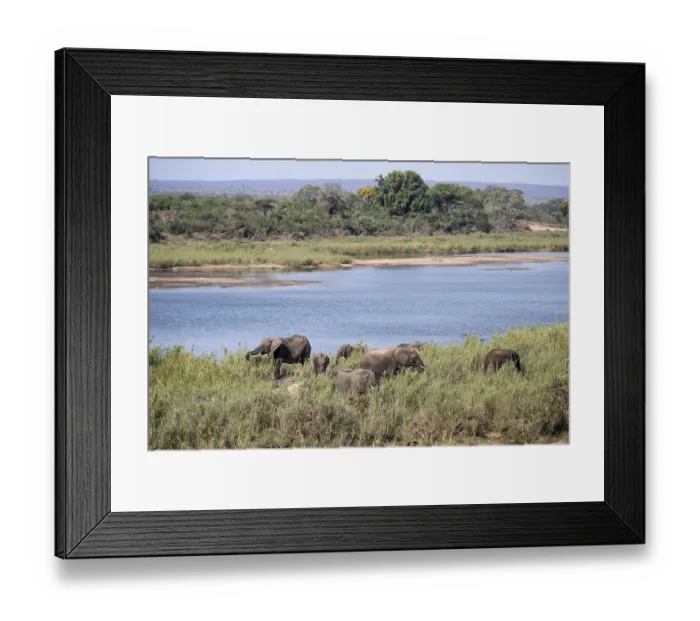Framed Print : African elephant (Loxodonta africana)