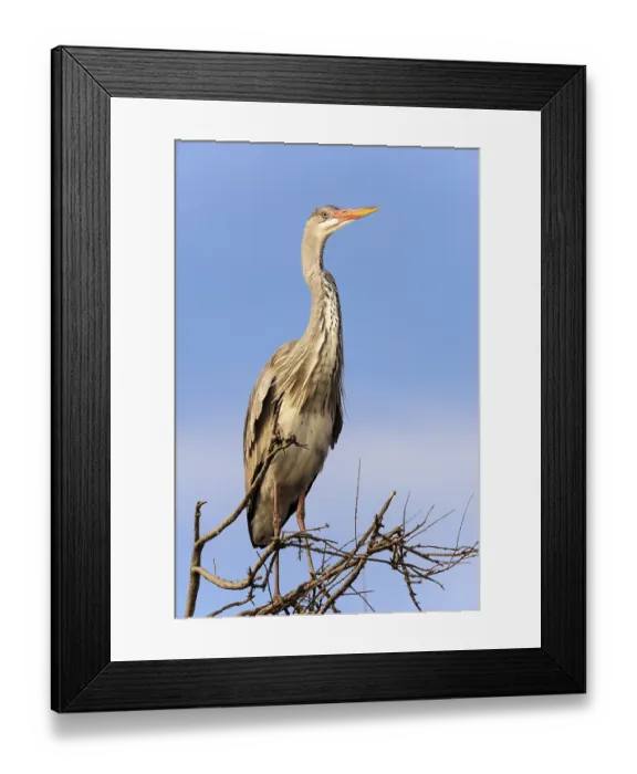 Framed Print : Grey Heron (Ardea cinerea) on tree