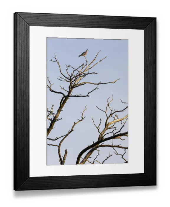 Framed Print : Common wood pigeon (Columba palumbus) sitting in dead tree Framed Print : Common wood pigeon (Columba palumbus) sitting in dead tree