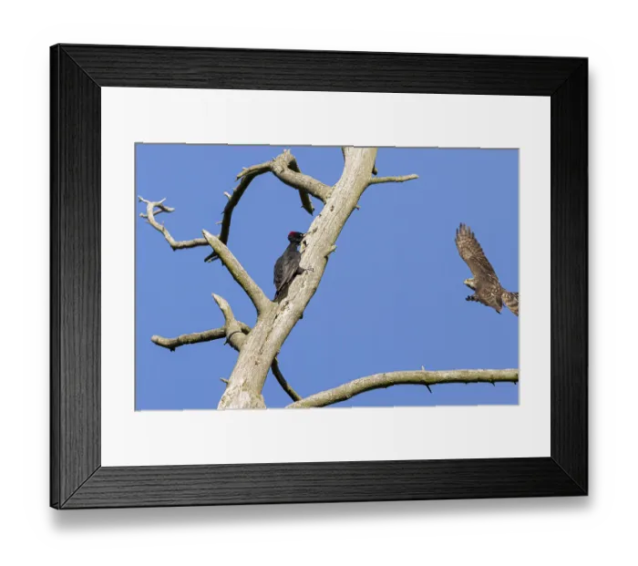 Framed Print : Eurasian sparrowhawk (Accipiter nisus)