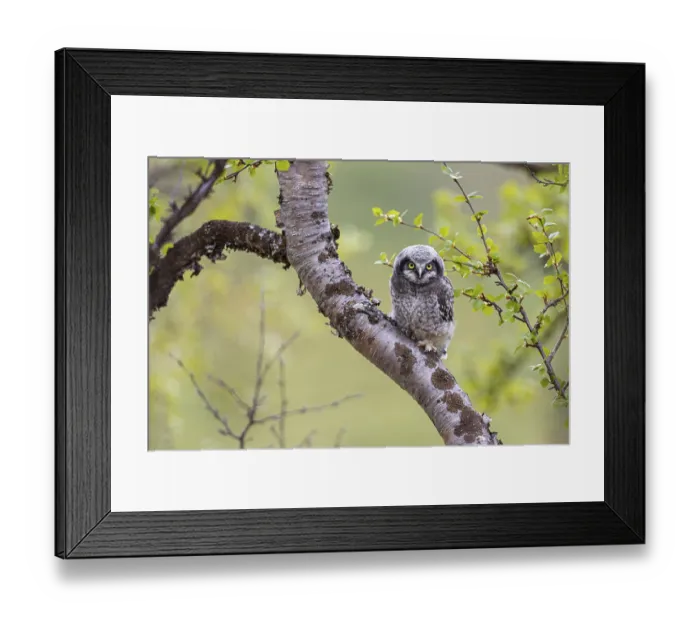 Framed Print : Northern hawk owl (Surnia ulula) Framed Print : Northern hawk owl (Surnia ulula)