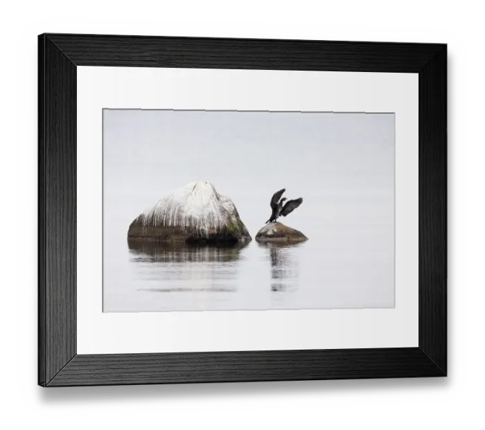 Framed Print : Great cormorant (Phalacrocorax carbo) Framed Print : Great cormorant (Phalacrocorax carbo)