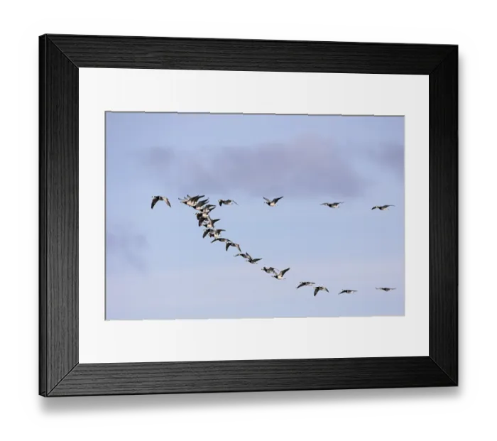 Framed Print : Barnacle goose (Branta leucopsis) Framed Print : Barnacle goose (Branta leucopsis)