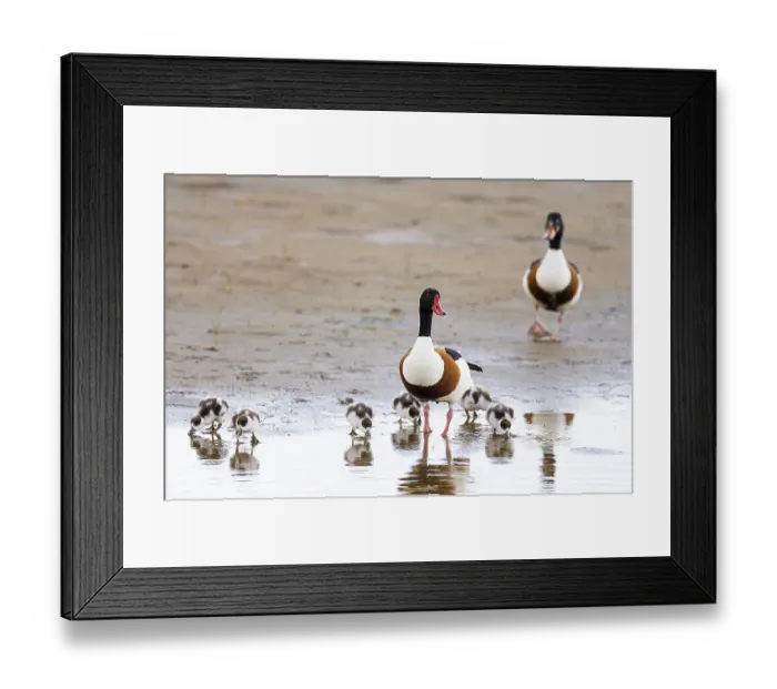 Framed Print : Common shelduck (Tadorna tadorna)