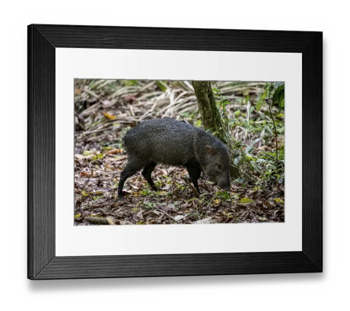 Framed Print : Collared peccary (Pecari tajacu) foraging in the rainforest
