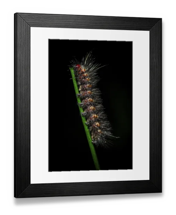 Framed Print : Hairy caterpillar on a stem, at night in the tropical rainforest Framed Print : Hairy caterpillar on a stem, at night in the tropical rainforest