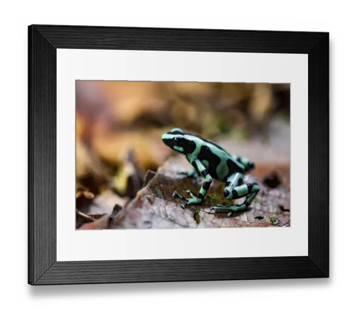 Framed Print : Green and black poison dart frog (Dendrobates auratus) on a leaf