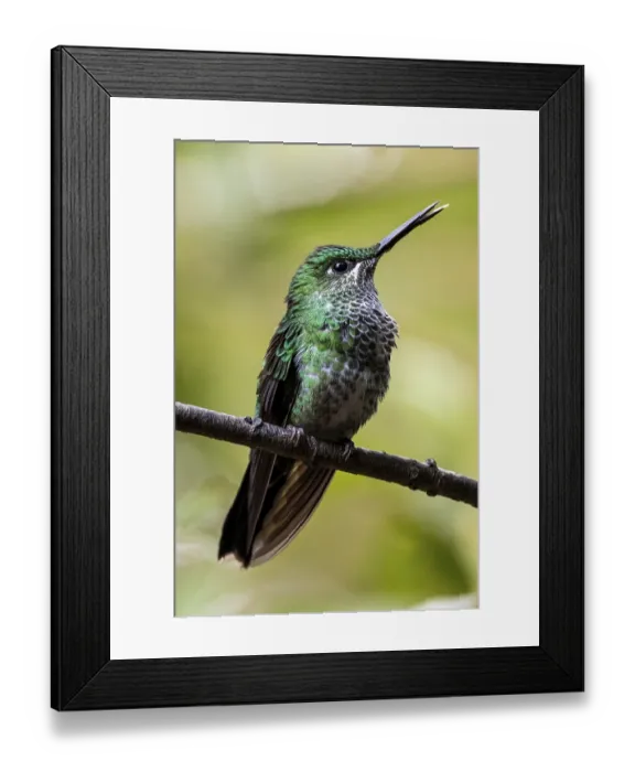 Framed Print : Green-crowned brilliant (Heliodoxa jacula) sitting on a branch