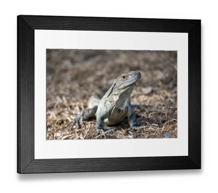 Framed Print : Black spiny-tailed iguana (Ctenosaura similis) Framed Print : Black spiny-tailed iguana (Ctenosaura similis)