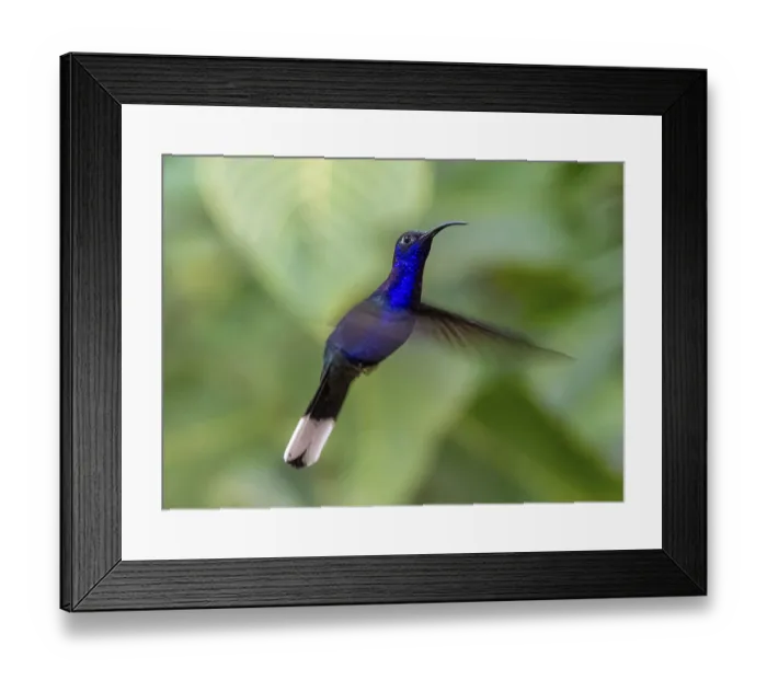 Framed Print : Purple hummingbird wing (Campylopterus hemileucurus) Framed Print : Purple hummingbird wing (Campylopterus hemileucurus)